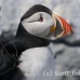 puffin_atlantic_msi_h_2673_can2059.jpg